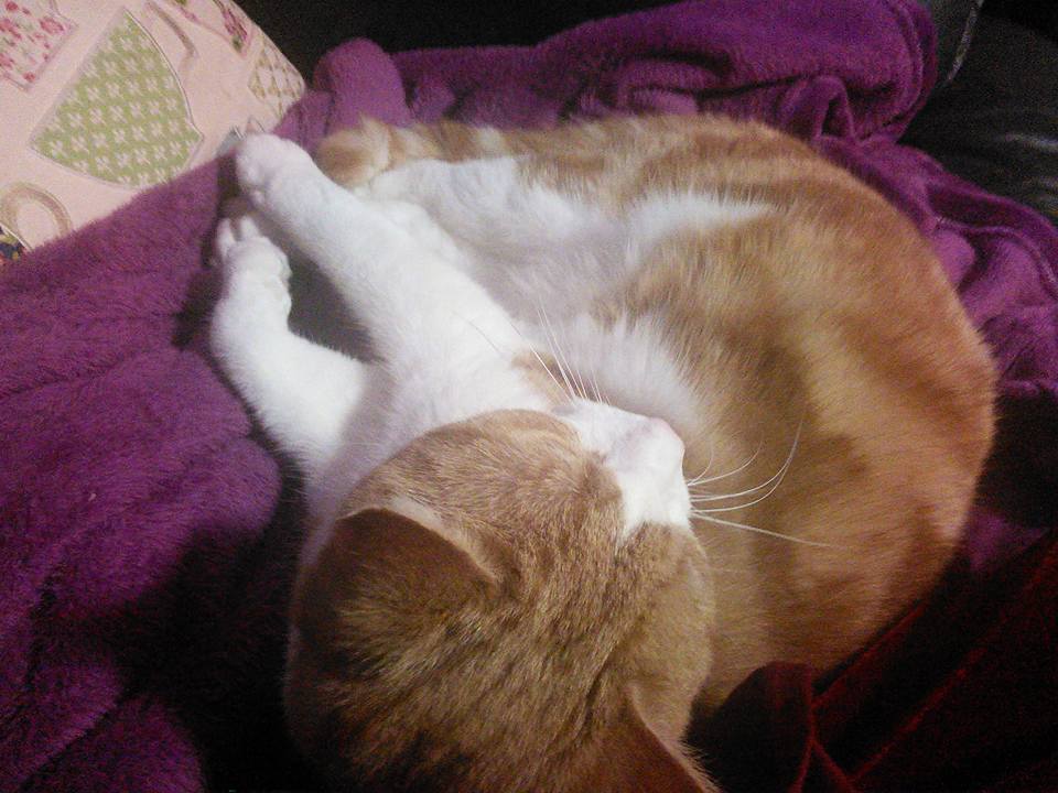 24909830_10215365944288658_1627988575372555486_n